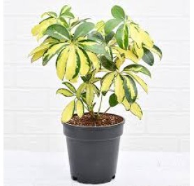 Schefflera Variegated